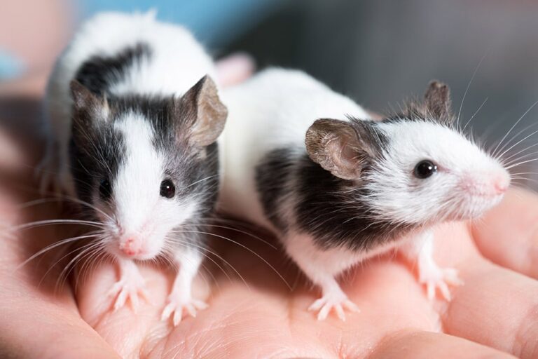 7 Types of Pet Mice Varieties (With Info & Pictures) | The Vet Desk