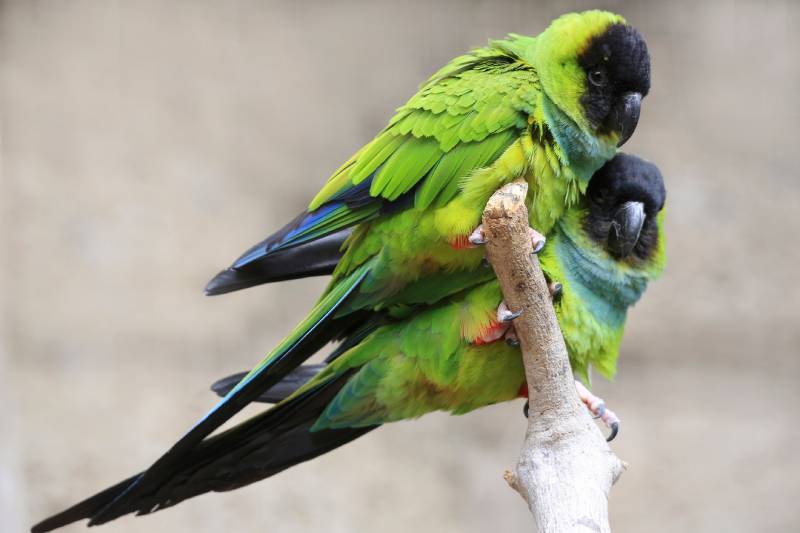 two nanday conures standing on a tree branch