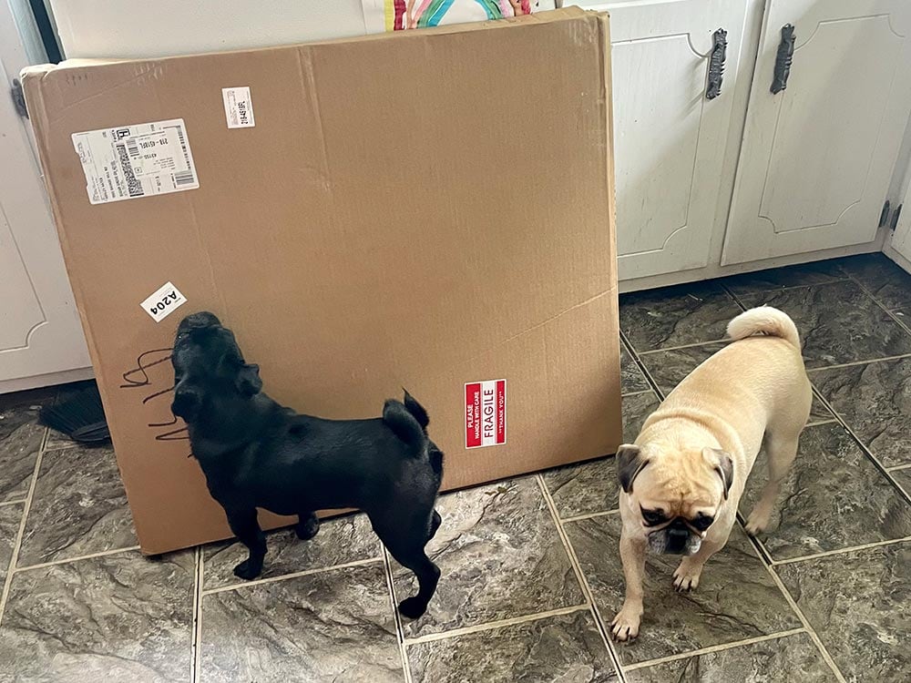 two pugs and paint your life painting box