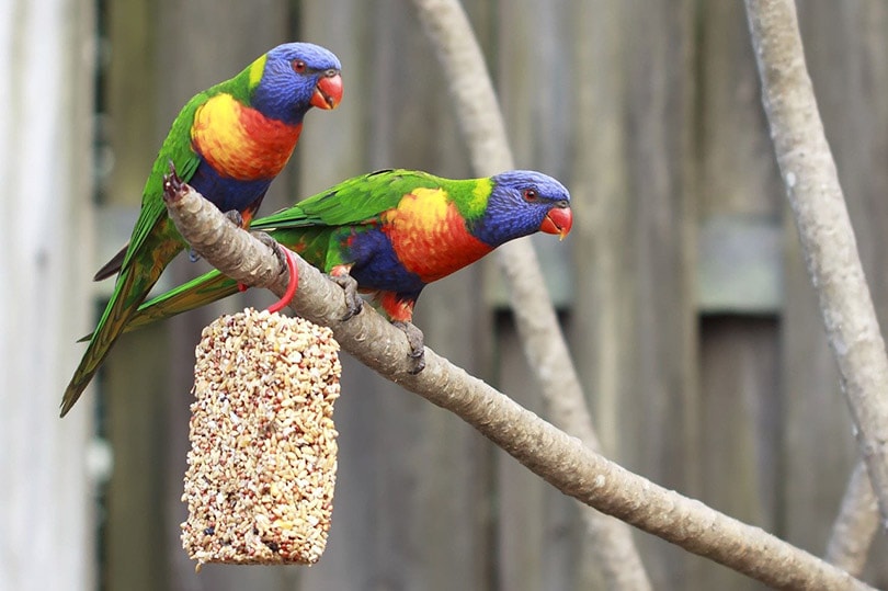 two rainbow lorikeets on a tree branch in aviary