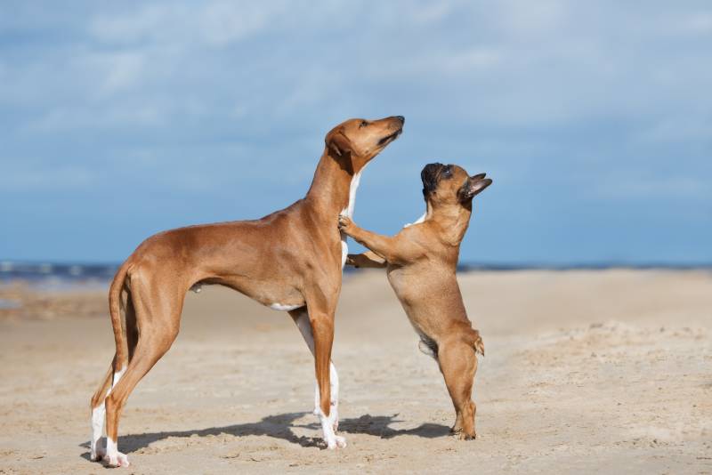 two red dogs posing on a beach together