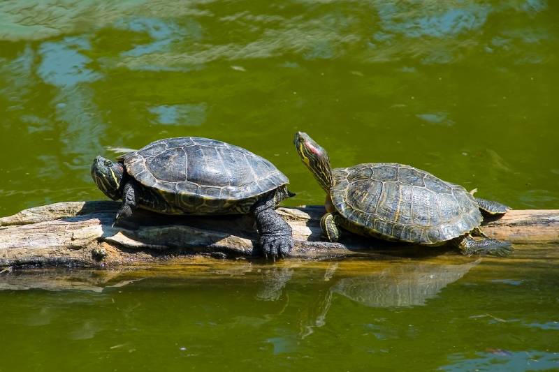two red eared slider turtles on the log