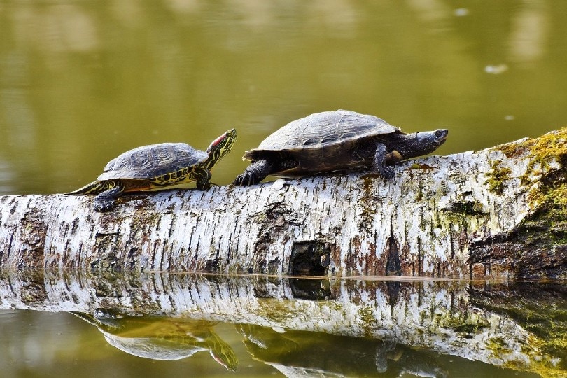 two sea turtles walking on a log