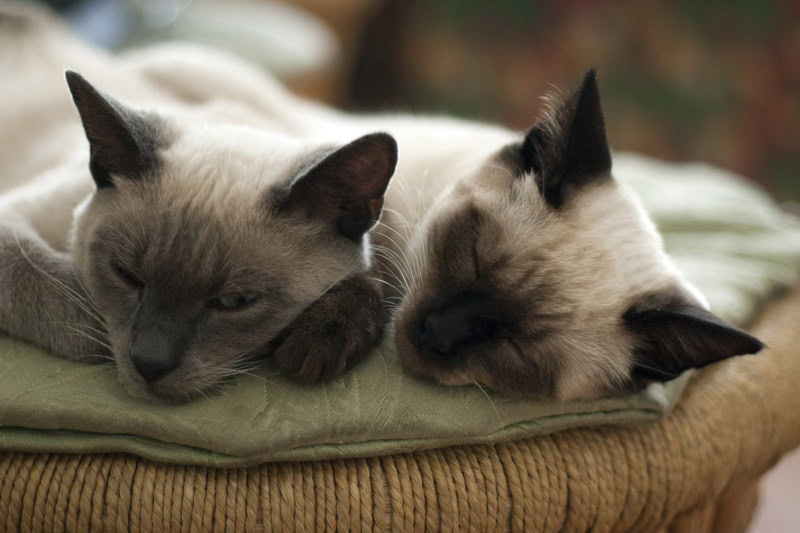 two siamese cat sleeping