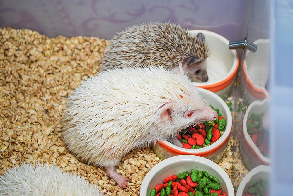two south african hedgehogs eating