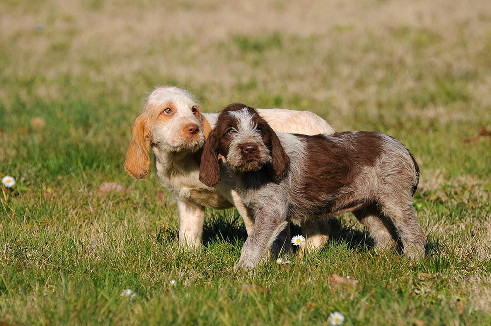 two spinone italiano puppies