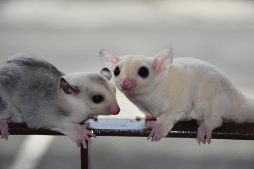 two sugar gliders playing outside