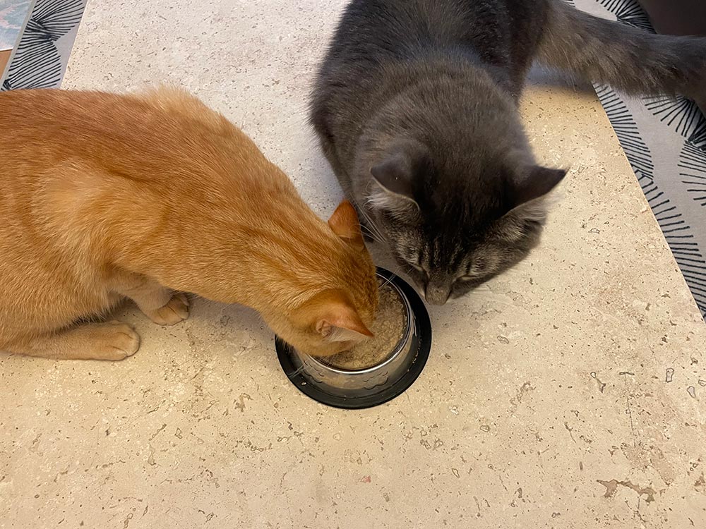 two tabby cats eating smalls fresh ground bird recipe from a bowl