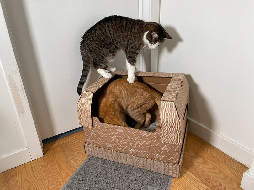 two tabby cats trying out the Kitty Poo Club Clay Litter Box