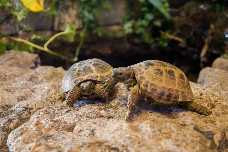 two tortoise playing