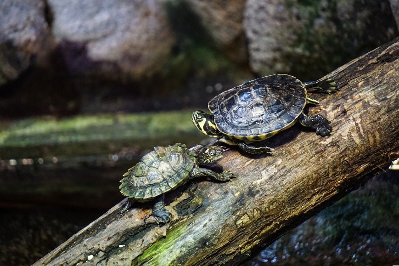 two turtles on a log