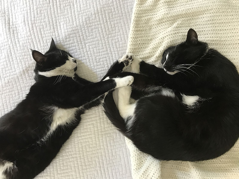 two tuxedo cats sleeping together