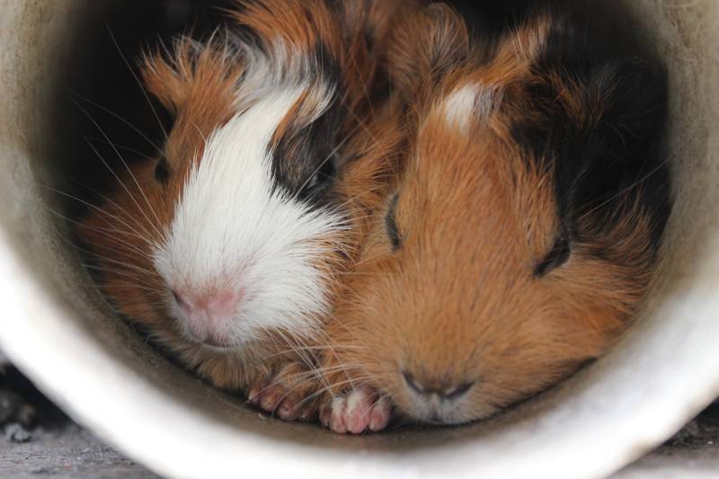 two white guinea pigs with brown fur with a touch of white