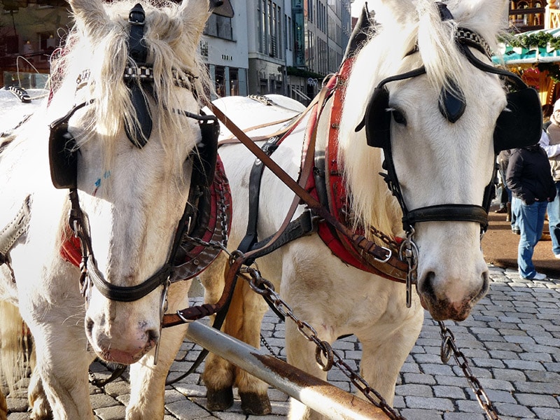 two white horses in the street
