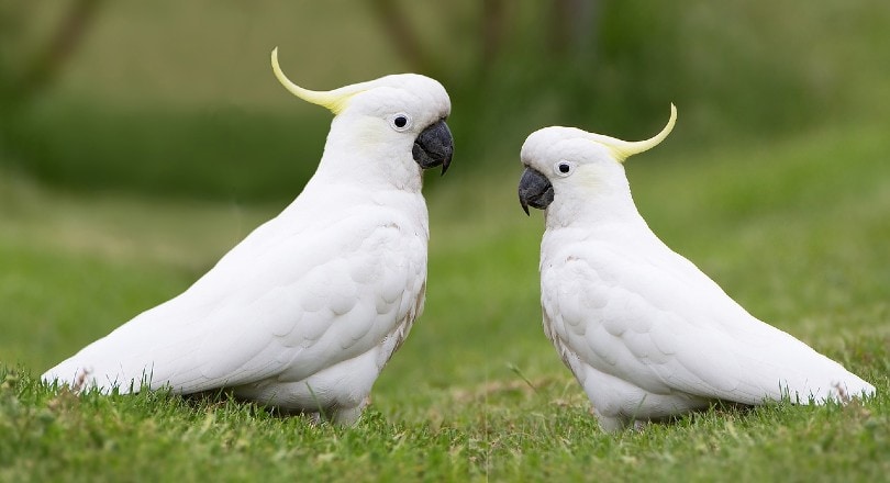 two yellow crested cockatoos on the ground