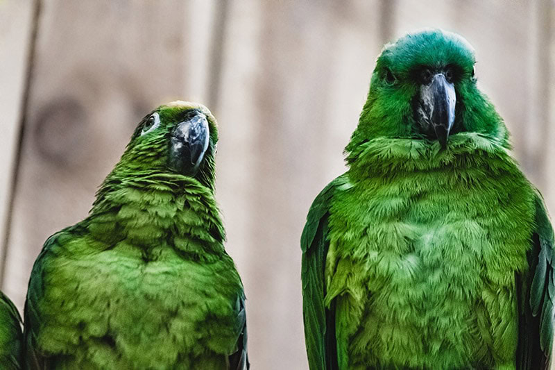 two Yellow-naped amazon parrots