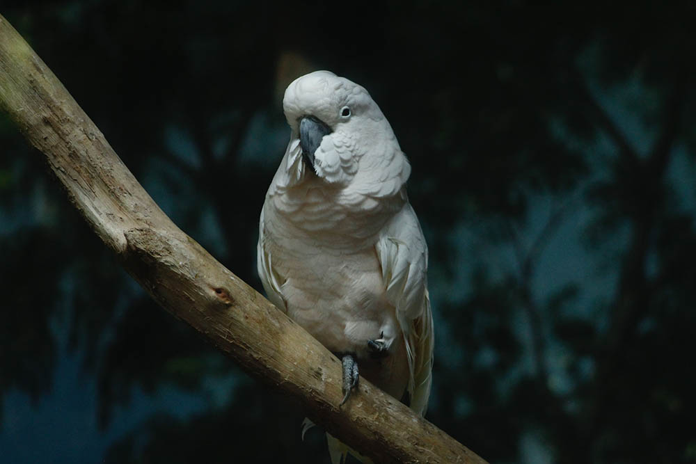 Umbrella Cockatoo at night