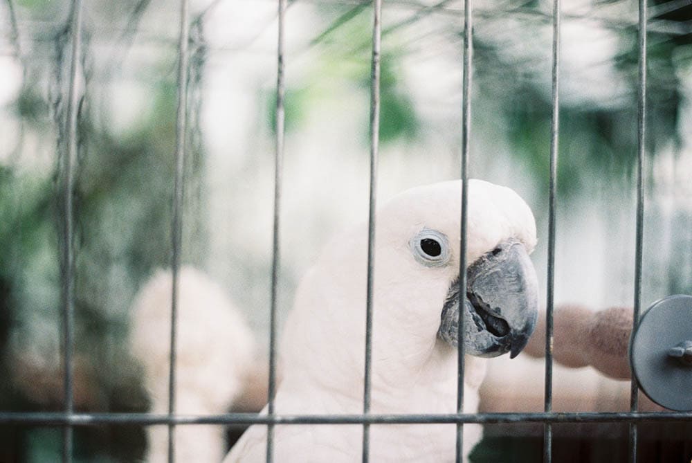 Umbrella Cockatoo inside cage