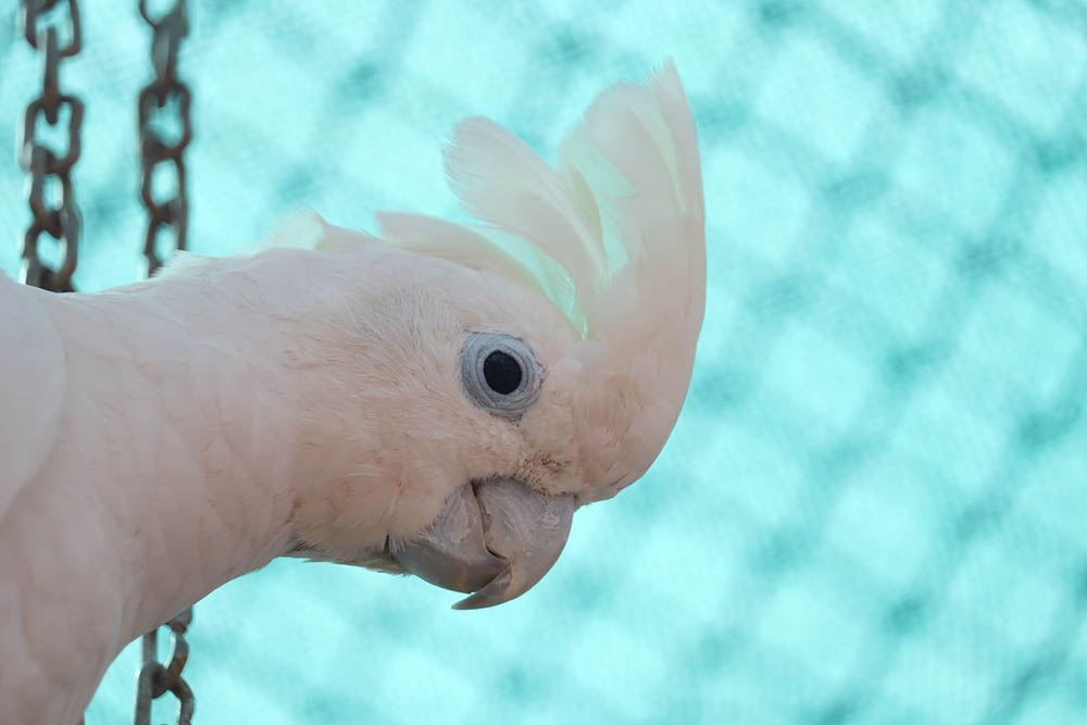 Umbrella Cockatoo