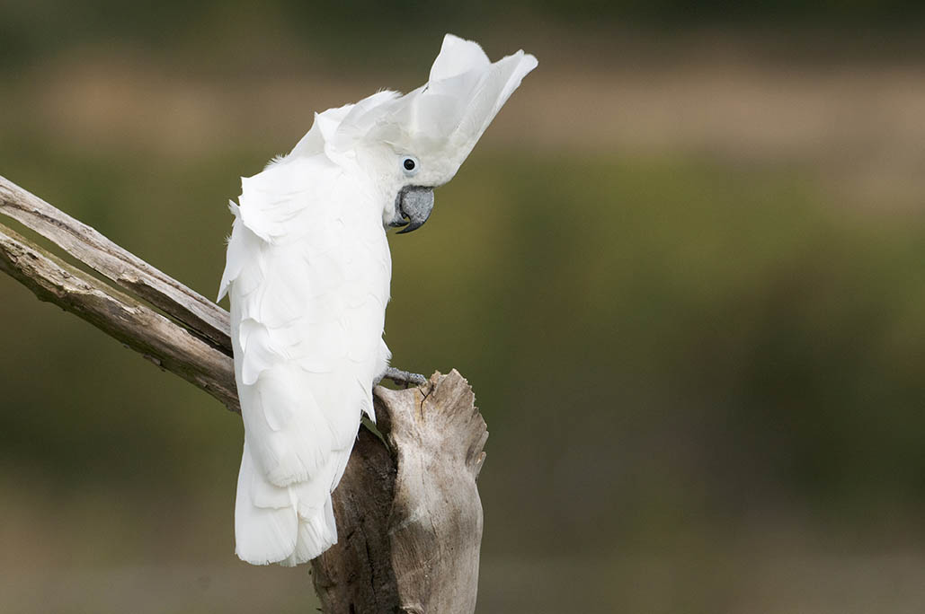 Umbrella Cockatoo