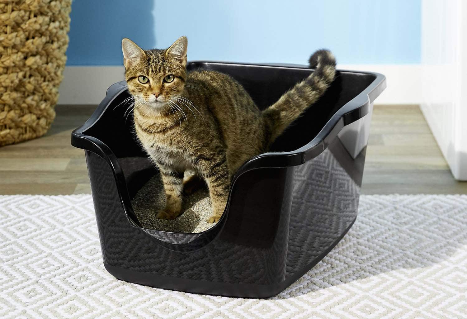 uncovered litter box