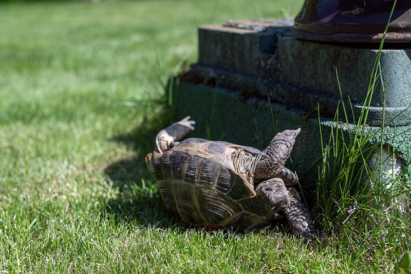 upside down turtle on the grass trying to flip over