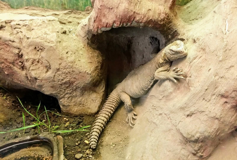 uromastyx aegyptia in terrarium