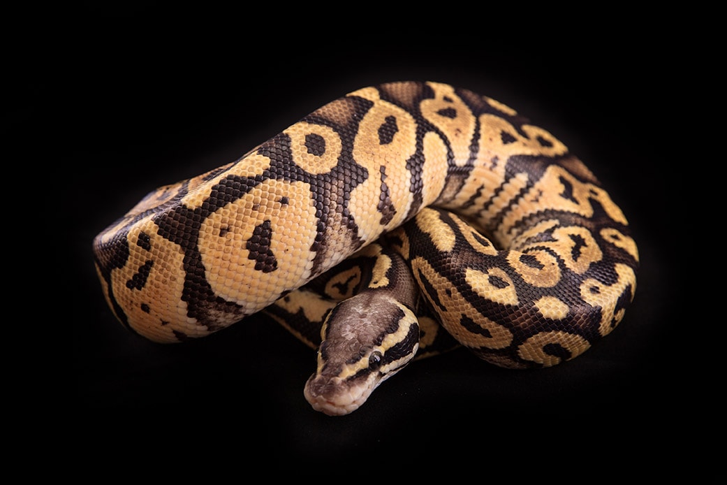 vanilla Ball python