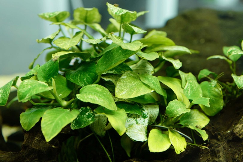 variegated anubias plant in aquarium