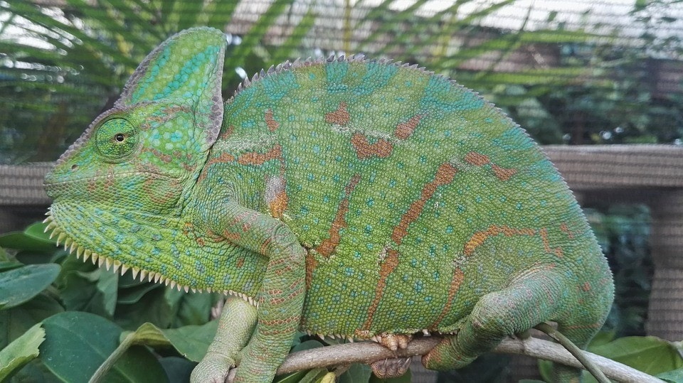 veiled chameleon