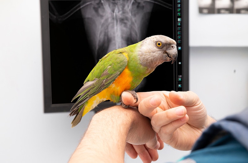 vet and bird examination Vet Bird