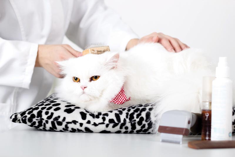 vet applying conditioner and combing the white persian cat