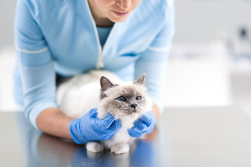 vet-assessing-birman-cat