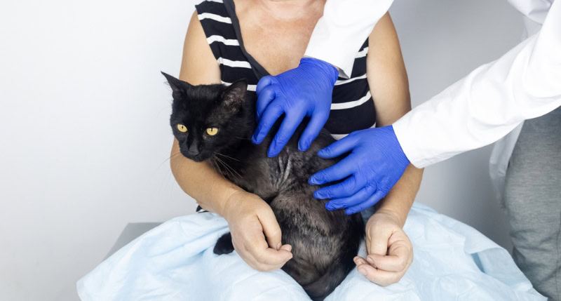 vet checking bald patches on black cat