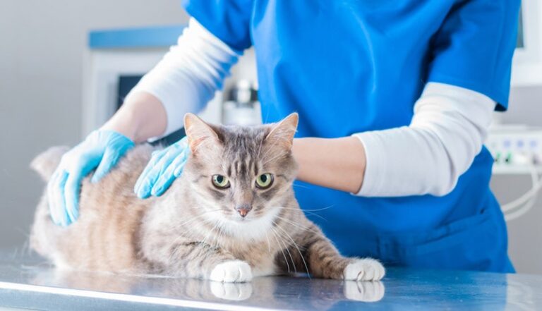 Picture of Neurological Disorders in Cats: 11 Vet-Explained Signs to Be Aware Of ...