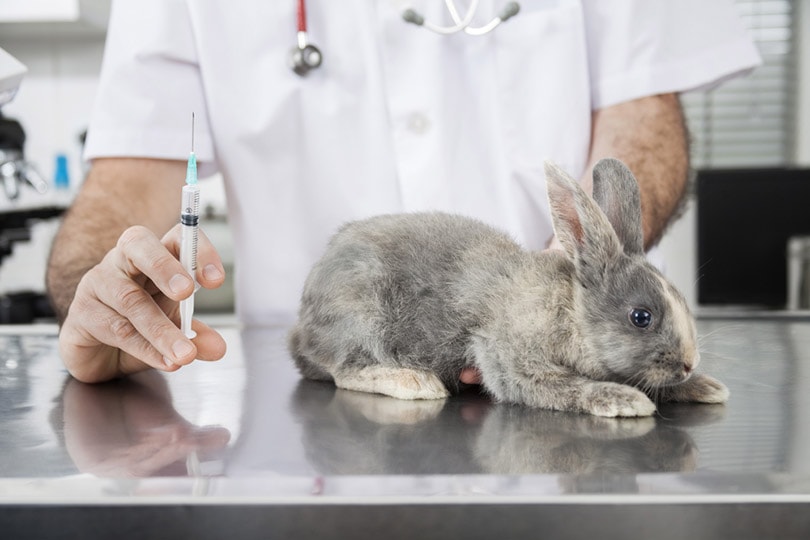 vet doctor's hand holding syringe for injection to rabbit on the table