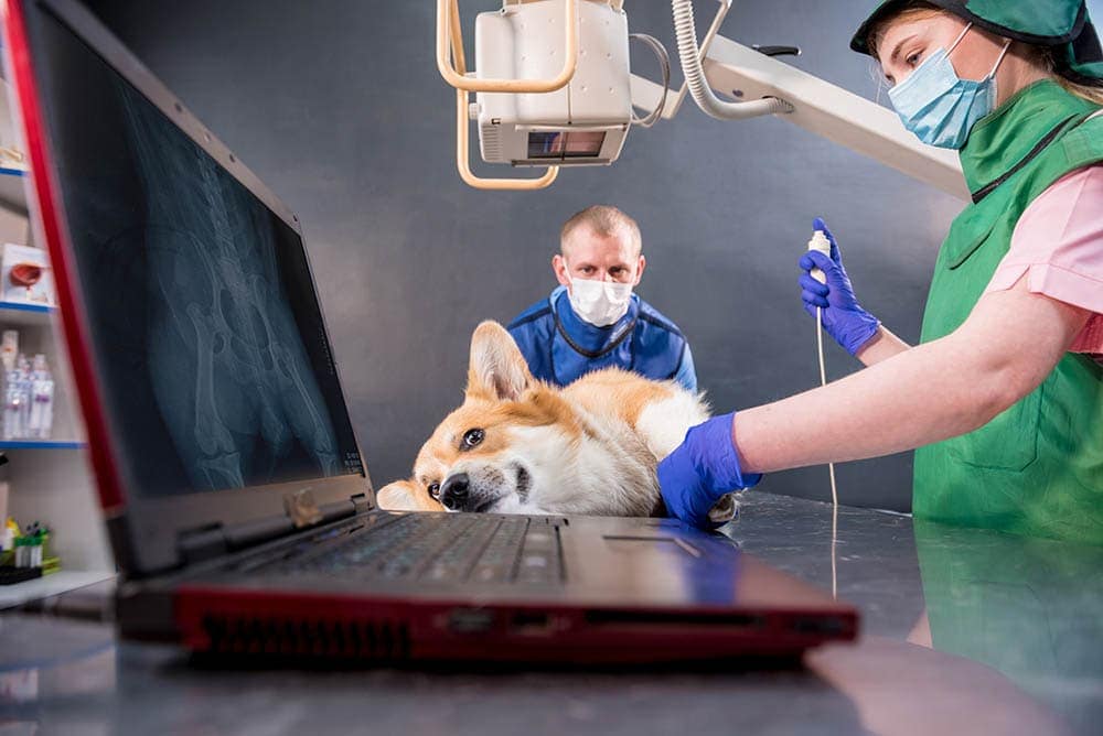 corgi getting xray at vet