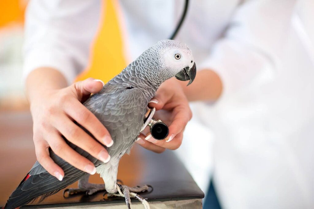 vet examining a parrot
