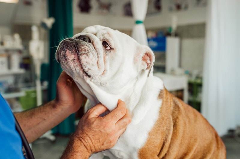 English Bulldog in vet's office
