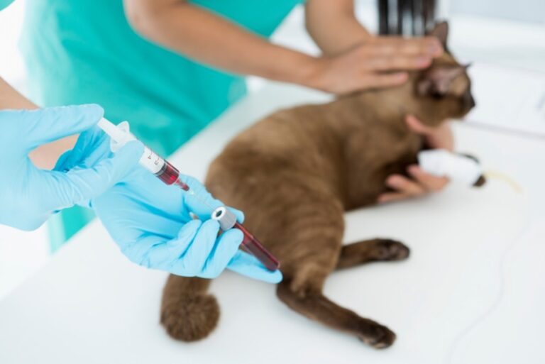 Thumbnail for Inhaled Allergen Testing For Cats
