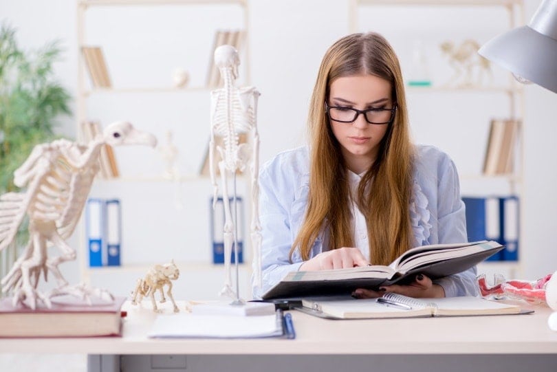vet. student studying animal skeleton