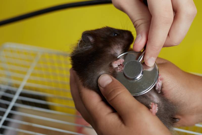 veterinarian examines a hamster with a stethoscope