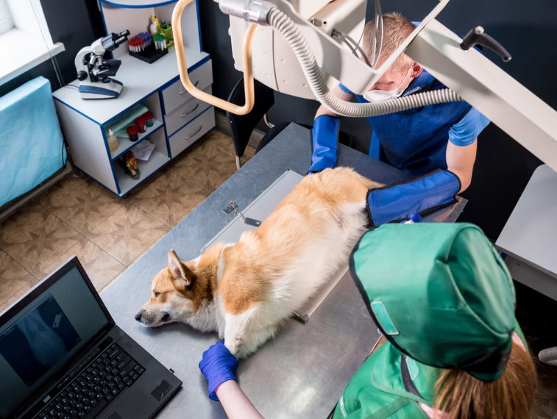 veterinarian team examining dog in x-ray room