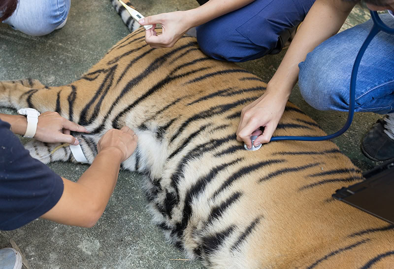 veterinarian treat the tiger in a zoo