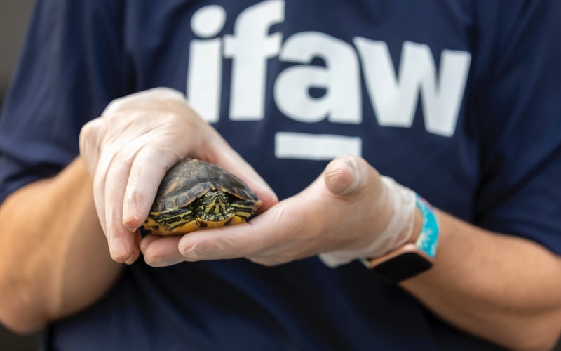 veterinarian with gloves holding a turtle