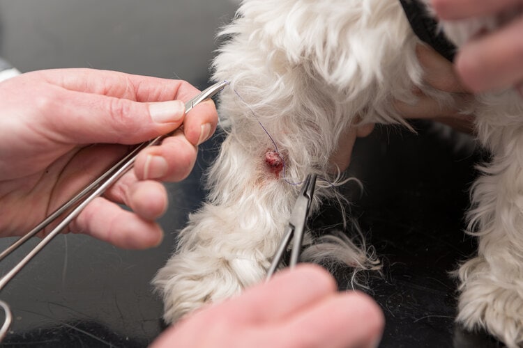 vet removing a wart in a dog
