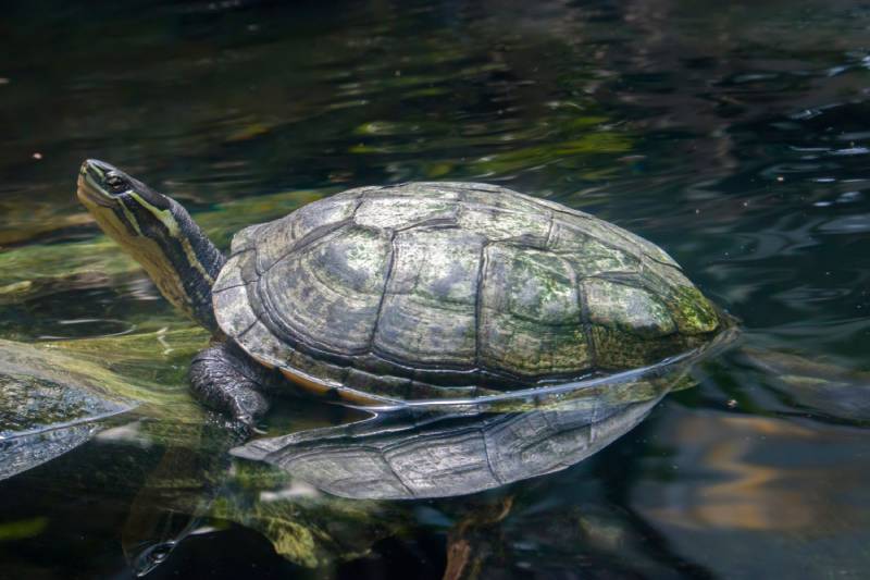 vietnamese pond turtle