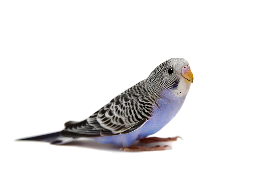 violet budgie on white background