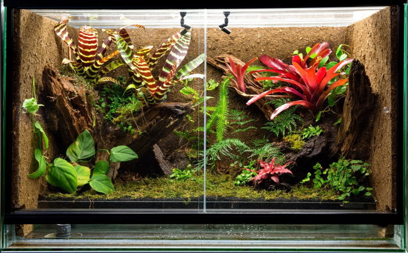vivarium_Dirk Ercken_Shuutterstock