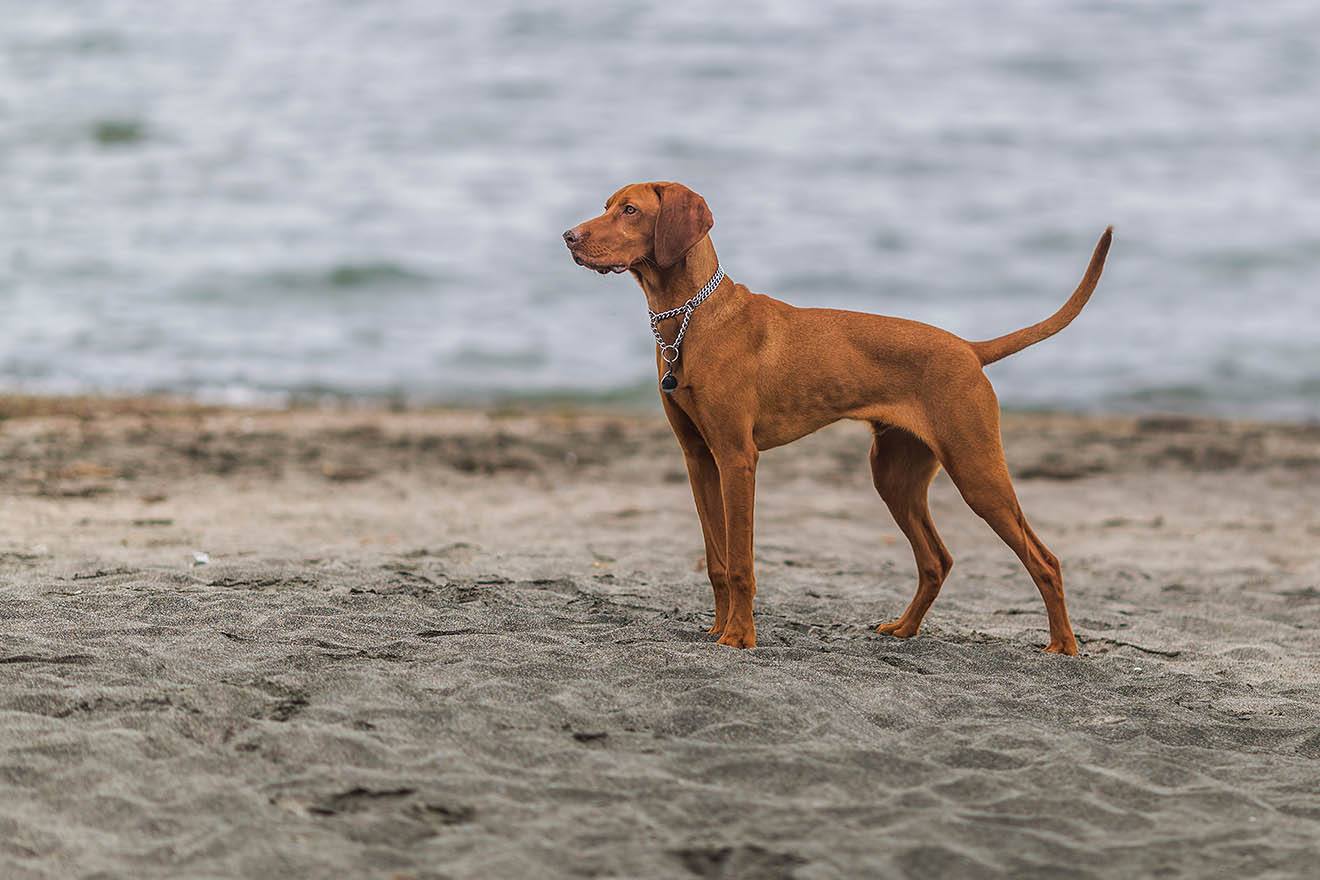 vizsla with bird